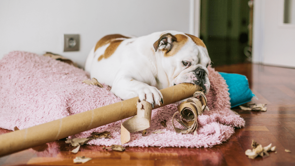 Cobbing in Dogs