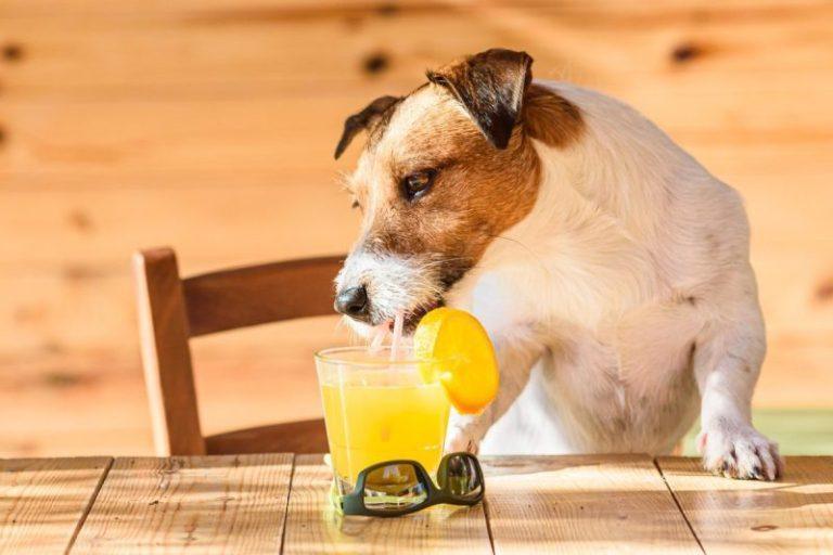 Can Dogs Drink Fruit Juices? Are Fruit Juices Safe For Dogs?