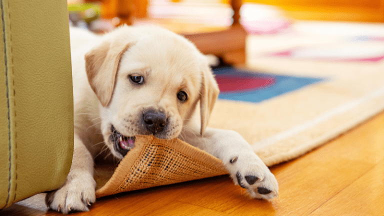 What is Cobbing in Dogs and How Do I Stop It?