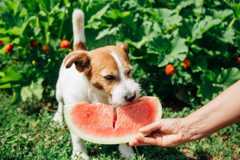 What Human Foods Are Good For Dogs?