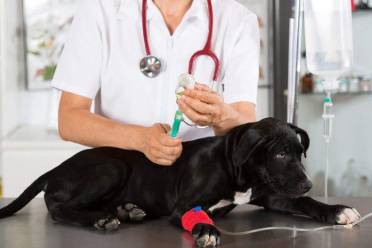 Dexmedetomidine for Dogs: Uses, Dosage, & Side Effects
