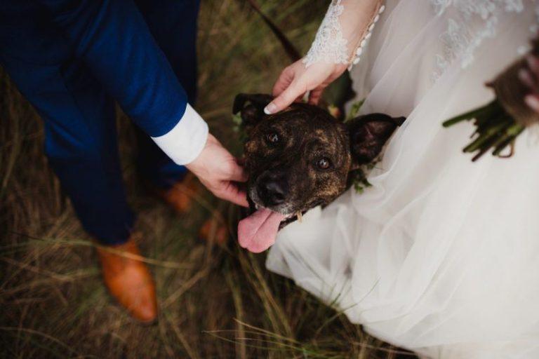 Virginia Couple Reschedules Wedding To Adopt Puppy