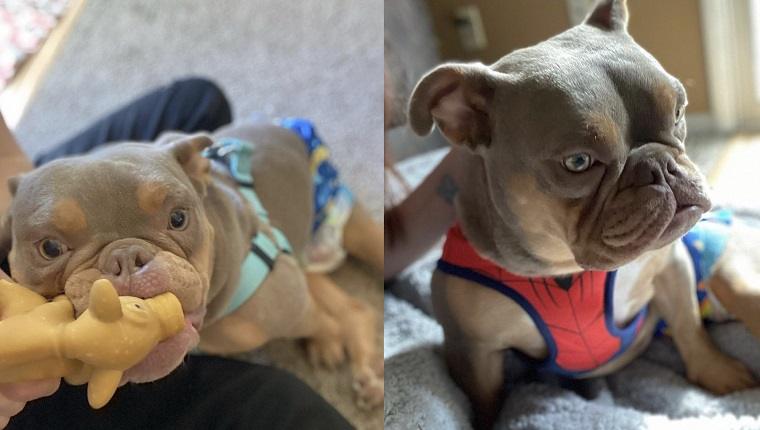 After Being Stood Up At The Shelter, A Rescue Dog With Spina Bifida Finds Love: Meet Jack & His Human, Elizabeth