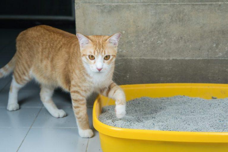 8 Common Litter Box Issues & How to Fix Them