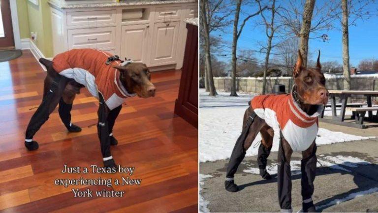 Texas Dog Braves New York Winter in Adorable Video