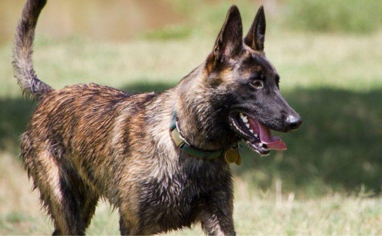Dutch Shepherd Dog Breed InformationDutch Shepherd Dog Breed Rundown
