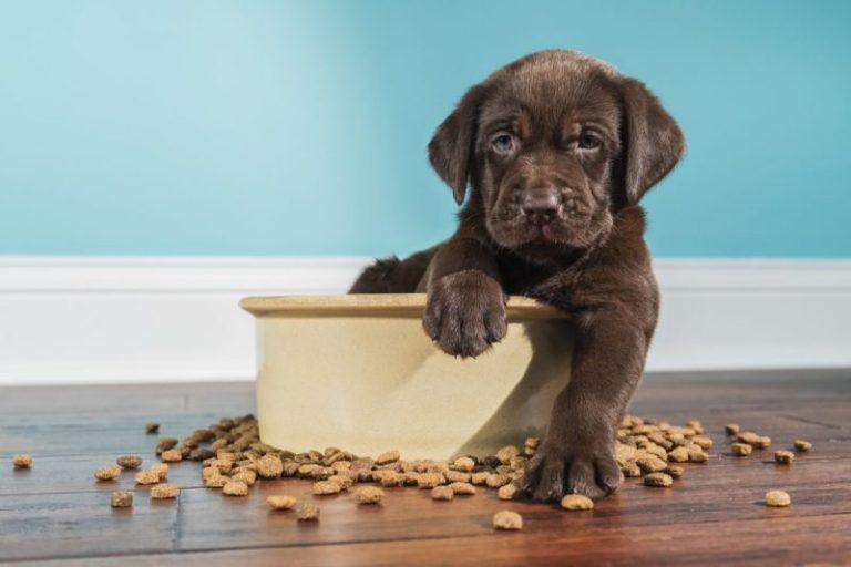 A Complete Guide to Dog Food and Nutrition