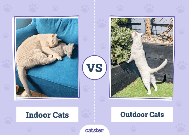Indoor vs Outdoor Cats: Which Is Better? Dr Karyn’s Opinion