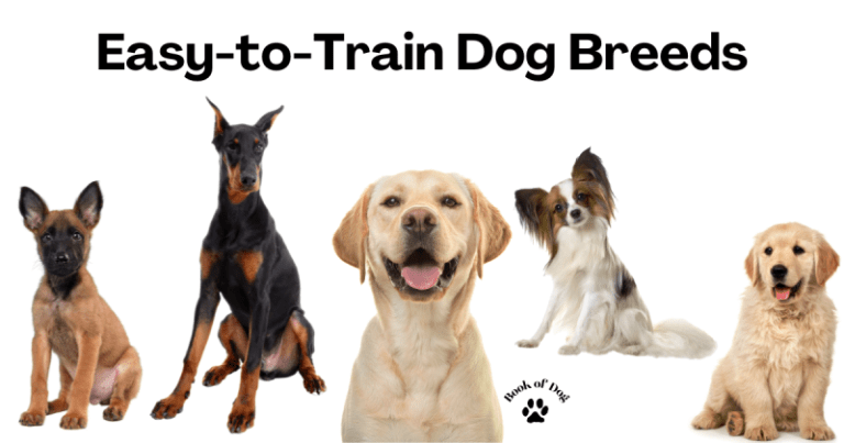 20 Most Obedient Dog Breeds